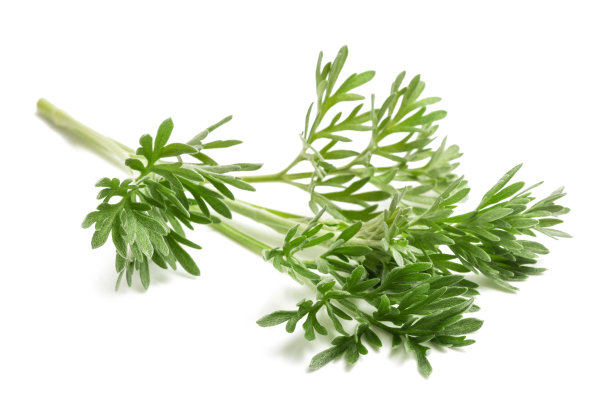 mugwort