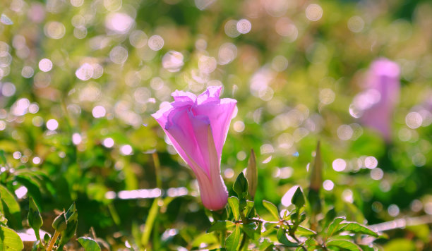 牵牛花藤