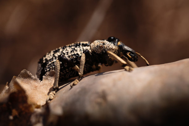 beetles
