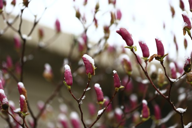 冬季的桃花