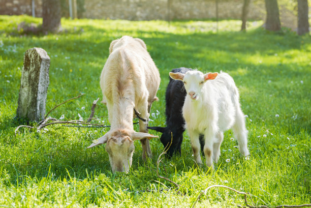 sheep