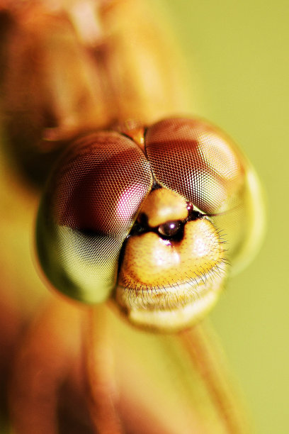蜻蜓复眼