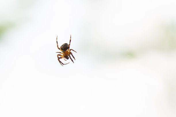 褐色蜘蛛图片大全 褐色蜘蛛设计素材 褐色蜘蛛模板下载 褐色蜘蛛图库 昵图网soso Nipic Com