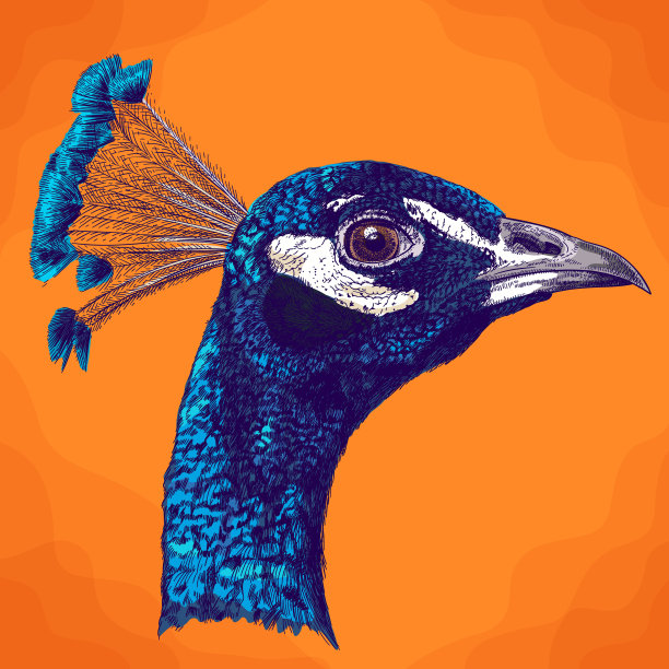peacock