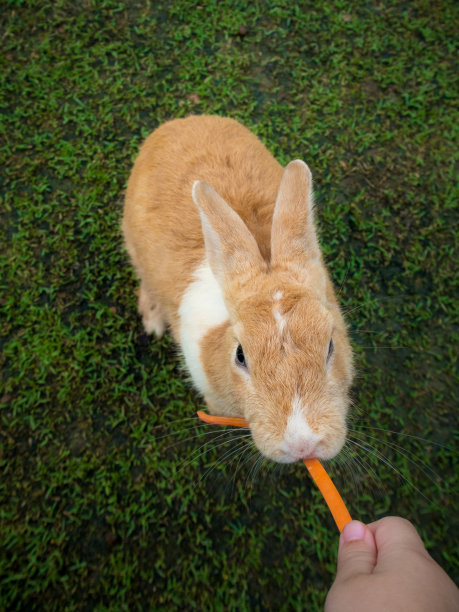 爱吃胡萝卜的兔子