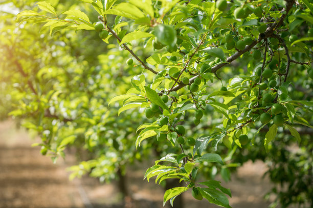 orchard