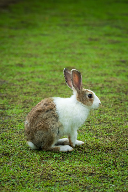 小兔子,兔类动物,兔子