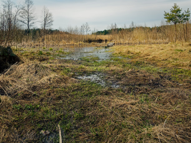 marsh