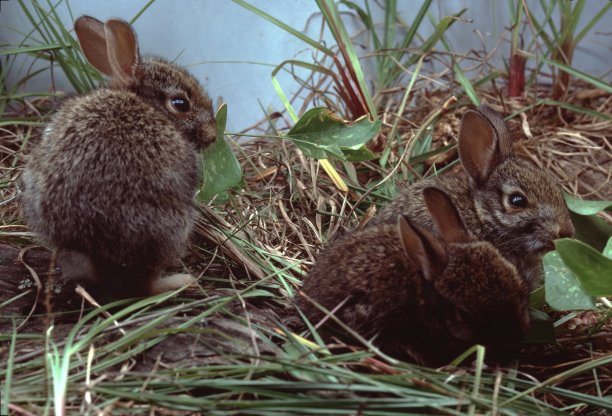 三只小兔子