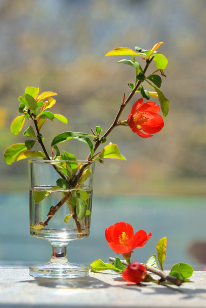 红山茶花蕾