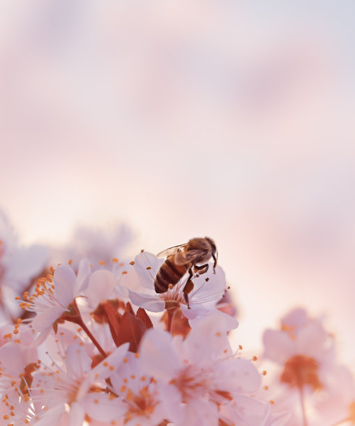樱花 蜜蜂