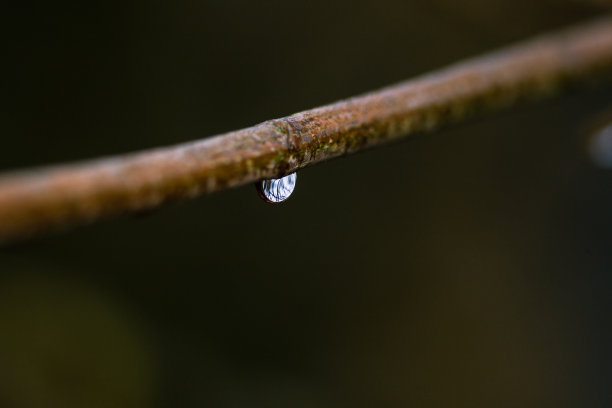 雨后李子