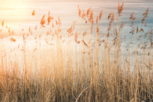 reed