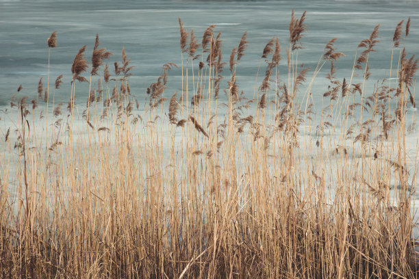 reed