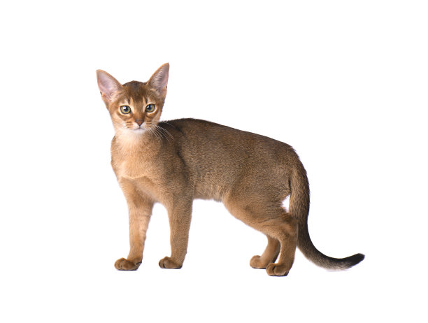 abyssinian猫