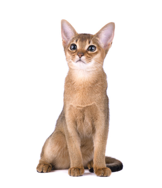 abyssinian猫