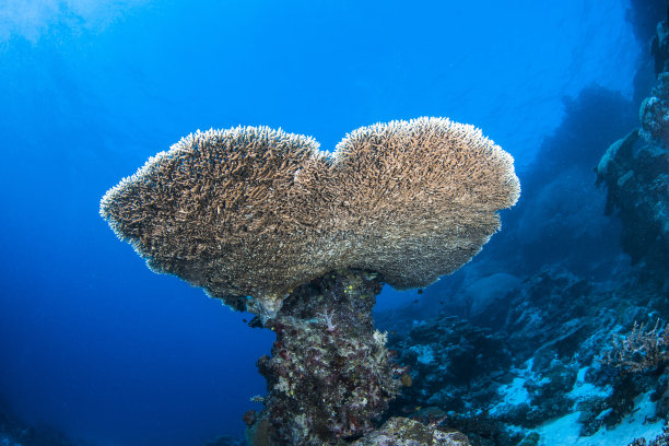 底栖生物带