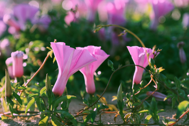 牵牛花藤