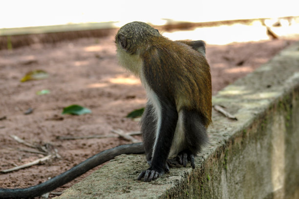 猴子 动物 动物园 山水