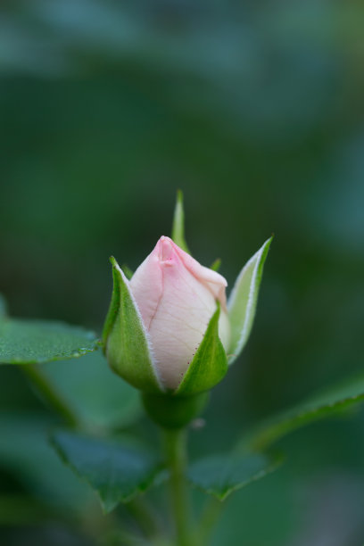 单茎玫瑰