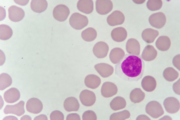血红细胞