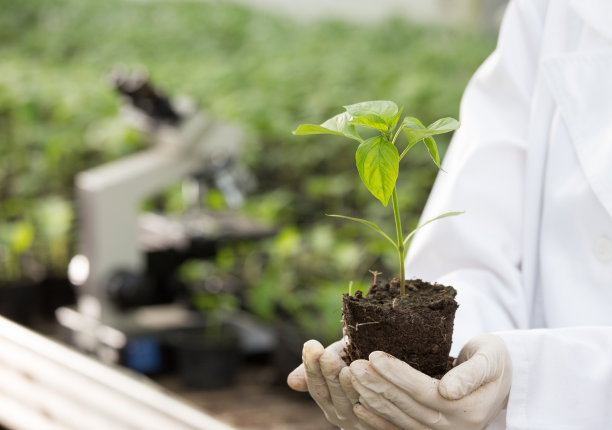 女科学家研究培养植物