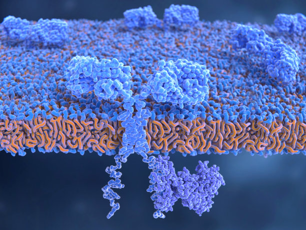 cd4