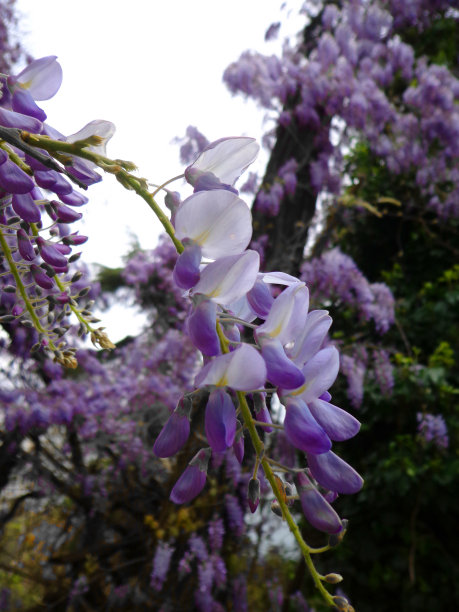 仰视紫藤花