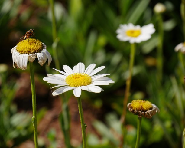 leucanthemum