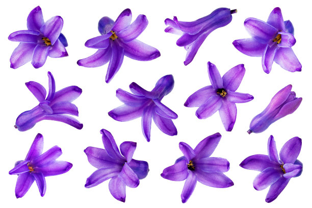 hyacinth