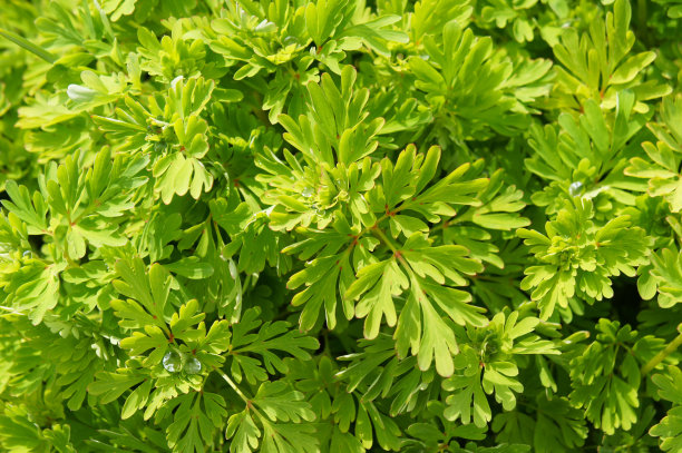 mugwort