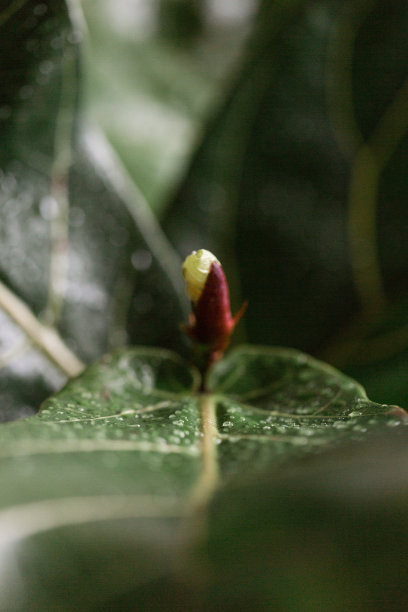 枝头的无花果