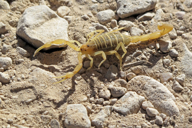 scorpio