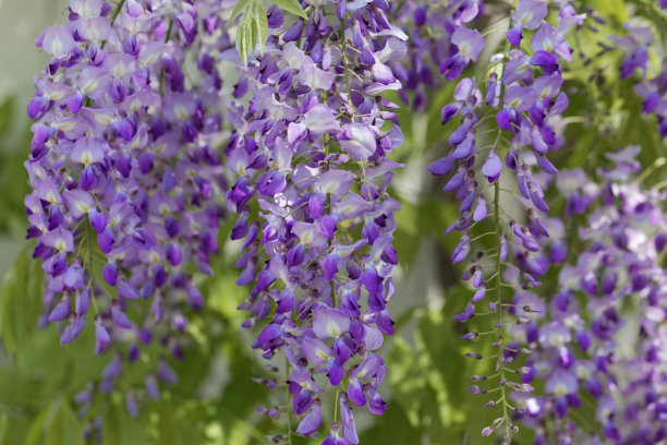 紫藤树藤