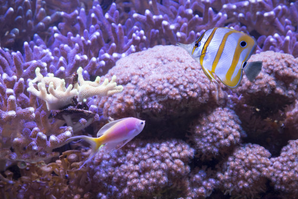 珊瑚礁鱼类