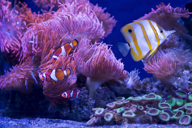 珊瑚礁鱼类