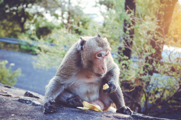 一只猴子
