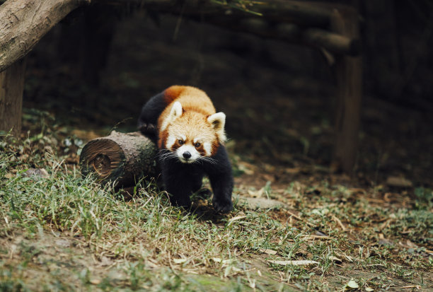 动物园小熊猫