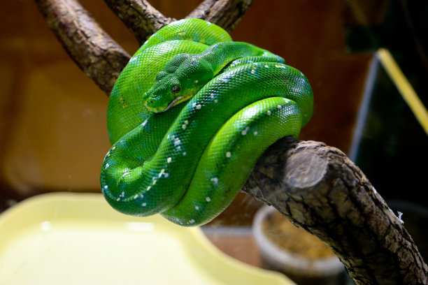 boa