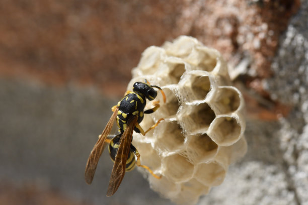 hornets