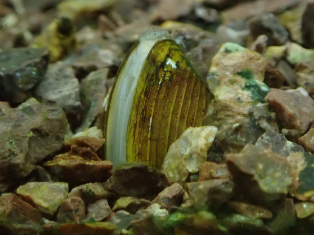 mussels