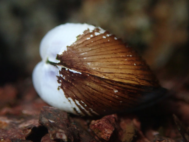 mussels