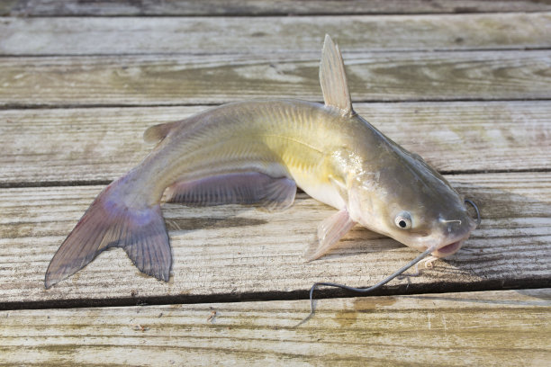 catfish