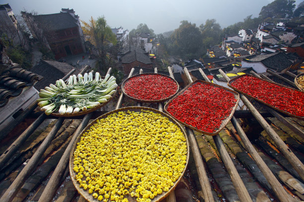 秋季菊花