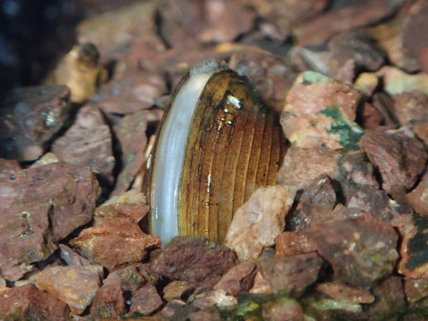 mussels