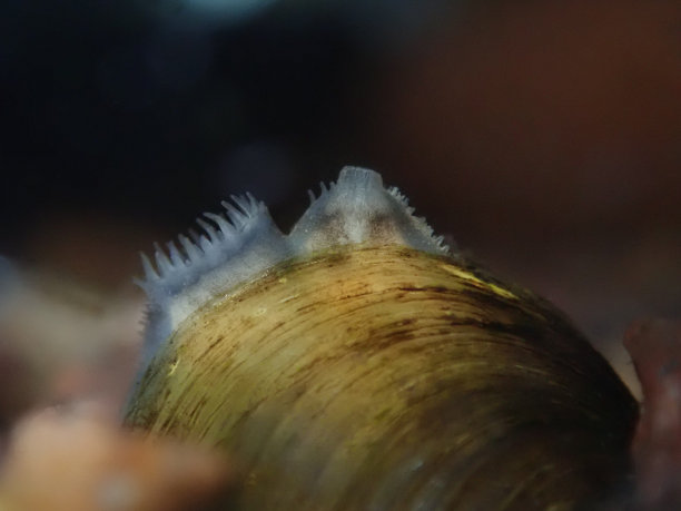 mussels