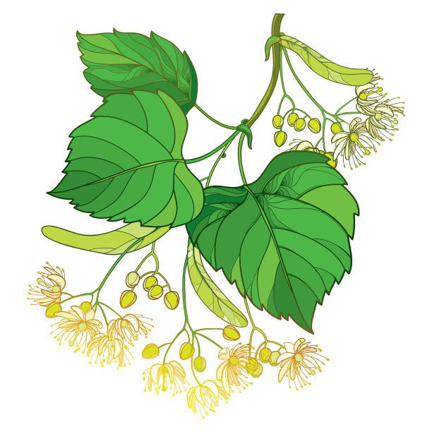 linden