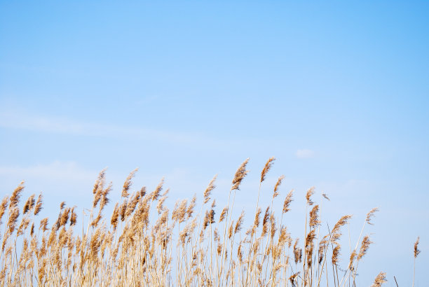 reed