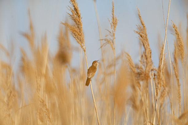 reed