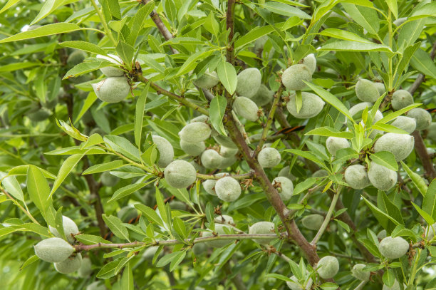 almonds
